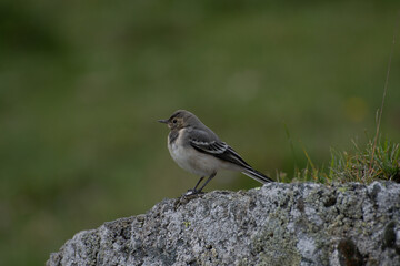 Jeune bergeronnette 1