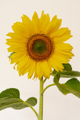 Obraz premium Sunflower