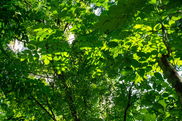 Fototapeta na wymiar Foliage green tropical tree forest green leaf background