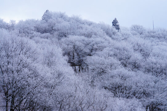 葛城山の樹氷