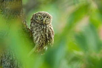 Little owl (Athene noctua), with a beautiful green coloured background. Colourful owl with brown feathers sitting on the branch in the forest in the steppe. Wildlife scene from nature, Hungary