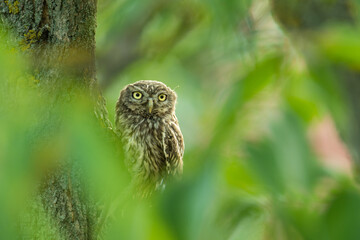 Little owl (Athene noctua), with a beautiful green coloured background. Colourful owl with brown feathers sitting on the branch in the forest in the steppe. Wildlife scene from nature, Hungary