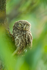 Little owl (Athene noctua), with a beautiful green coloured background. Colourful owl with brown feathers sitting on the branch in the forest in the steppe. Wildlife scene from nature, Hungary