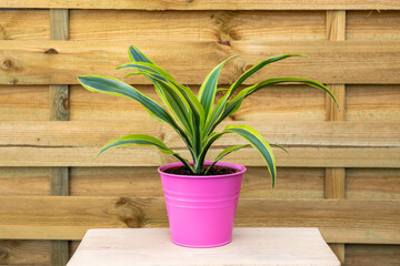 Small plant dracaena lima limon in a pink pot with go wooden background on unvarnished wooden table