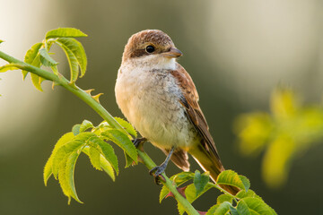 Red-backed shrike (Lanius collurio), with beautiful yellow coloured background. Colorful song bird with brown feather sitting on the branch  in the steppe. Wildlife scene from nature, Czech Republic