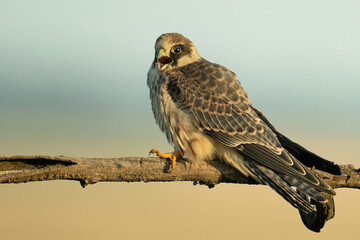Red-footed falcon (Falco vespertinus), with a beautiful yellow coloured background. Colourful bird of prey with brown feathers sitting on the branch in the steppe. Wildlife scene from nature, Hungary