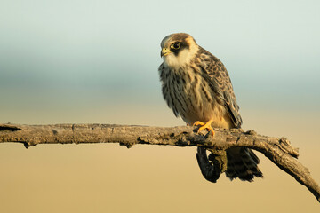 Red-footed falcon (Falco vespertinus), with a beautiful yellow coloured background. Colourful bird of prey with brown feathers sitting on the branch in the steppe. Wildlife scene from nature, Hungary