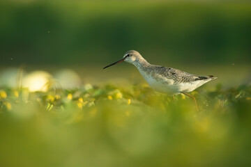 Spotted redshank (Tringa erythropus), with beautiful orange background. Colourful shorebird with grey and black feathers in the lake. Wildlife scene from nature, Hungary