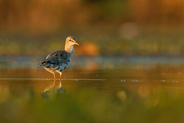 Spotted redshank (Tringa erythropus), with beautiful orange background. Colourful shorebird with grey and black feathers in the lake. Wildlife scene from nature, Hungary