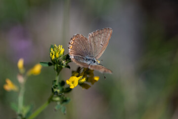 Papillon sur fleurs jaunes