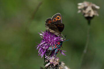 Papillons sur Centaurée à une tête 4