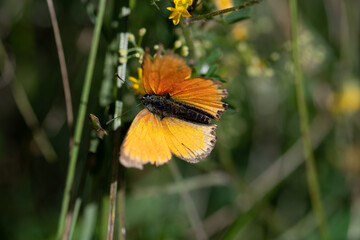 Obraz premium L'Argus satiné ou Heodes virgaureae 02