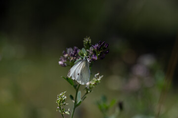 Papillon en famille