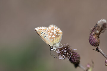 Polyommatus bellargus