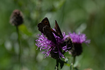 Papillons sur Centaurée à une tête 1