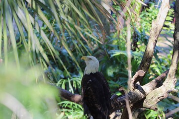 American bald eagle amongst the foliage