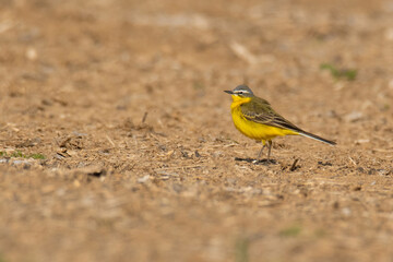 Yellow wagtail (Motacilla flava), with beautiful yellow coloured background. Colorful bird with yellow feather sitting on the manure. Wildlife scene from nature, Czech Republic