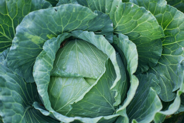 Obraz premium Cabbage head in green foliage in the garden, vegetables and agriculture.