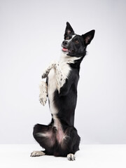 funny dog. smooth-haired black and white Border Collie with curve muzzle