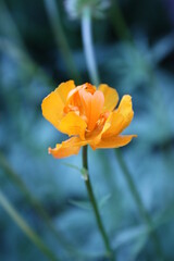 yellow flower in the garden