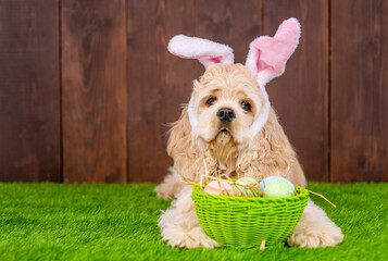 American cocker spaniel lying on a green grass lawn in pink bunny ears next to a basket full of...