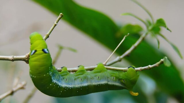 A macro and shallow depth of field footage with noise of final instar larva caterpillar moving at the tree. Inconsistent Light changes outdoor and windy situation caused by rainy season.
