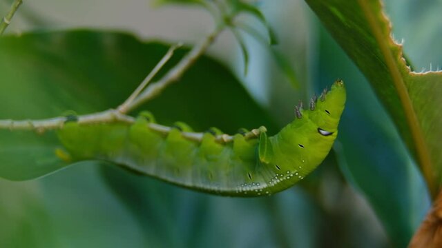 A macro and shallow depth of field footage with noise of final instar larva caterpillar moving at the tree. Inconsistent Light changes outdoor and windy situation caused by rainy season.