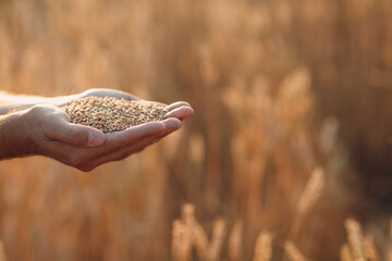 Farmer hands hold ripe wheat seeds after the harvest with copy space.