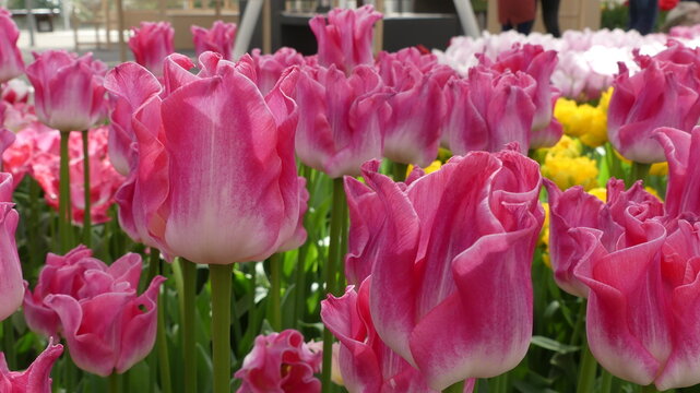 Colourfull blooming tulips in Spring. High quality photo in floral keukenhof gardens