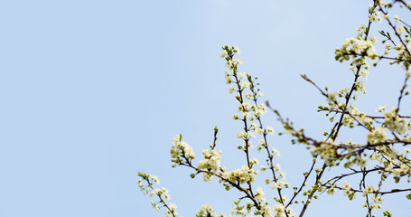Defocused floral background with cherry blossoms against blue sky