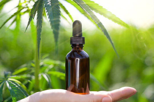 Hemp oil, hand holds hemp oil bottle against marijuana plant, CBD oil bottle. Natural herbal medicine. Place for text