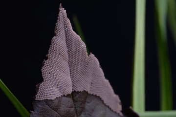 pest insect eggs on fruit tree leaf