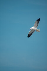 Fototapeta na wymiar seagull in the clean sky
