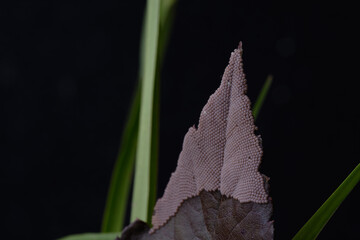 pest insect eggs on fruit tree leaf