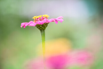 Zinnia Close up
 