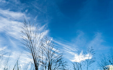 Fototapeta na wymiar Silhouette grass flower on blue sky and white clouds