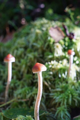 грибы в осеннем лесу