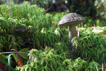 грибы в осеннем лесу