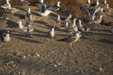 some seagulls playing on a sunny day.