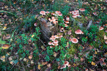 грибы в осеннем лесу