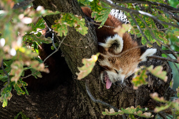 A red panda (Ailurus fulgens) sticking out his tongue sleeping in a tree during a summer day with high temperatures