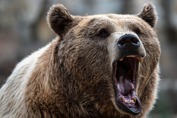 A brown bear (Ursus arctos) roaring with its mouth wide open