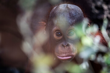 A young cute orangutan (Pongo pygmaeus) © Marcos