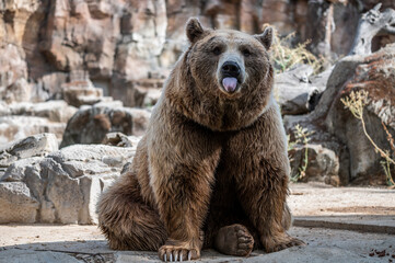 Obraz premium A funny brown bear (Ursus arctos) sticking out his tongue