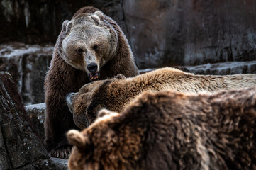 A brown bear (Ursus arctos) roaring 