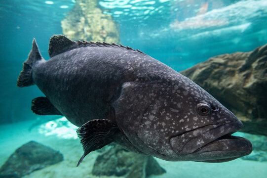 A giant grouper (Epinephelus lanceolatus), also known as the Queensland grouper, brindle grouper or mottled-brown sea bass, swimming underwater