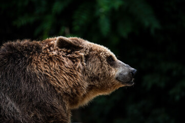 Portrait of  brown bear (Ursus arctos)
