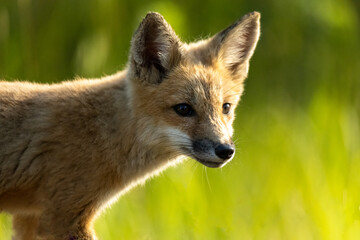 red fox vulpes