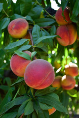 Apricot tree branches with bountiful harvest. Focus in the foreground