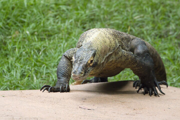 Monitor lizard